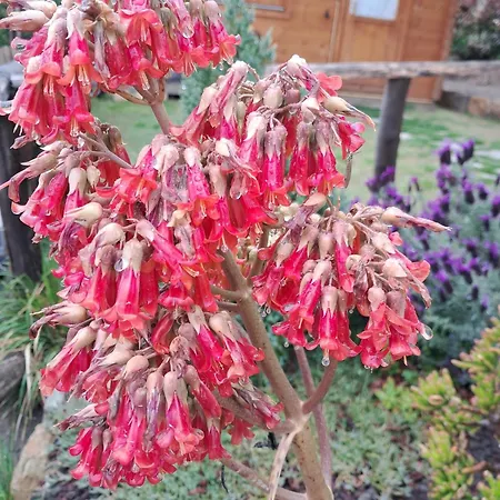 Villaggio Turistico Tecciù Di Cuppi * Magliolo